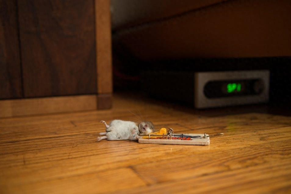 惨不忍睹，那些死去的老鼠