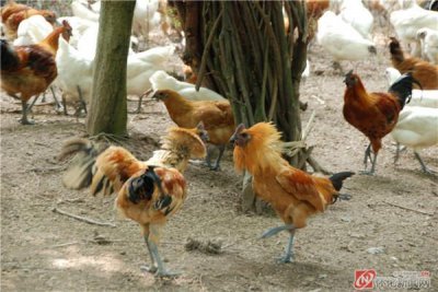 ​深度报道｜最是尤物动人心——盘点雪峰乌骨鸡产业发展现状