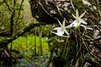 ​世界上最贵的兰花“幽灵兰”，一株价值1500万，却无人敢采