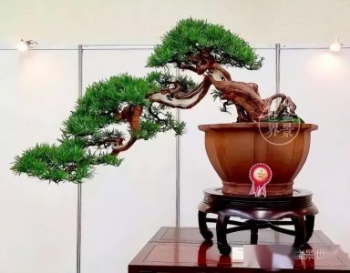 ​最美的100盆罗汉松盆景，值得经常欣赏（建议收藏）