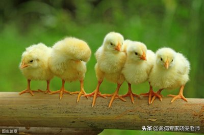 ​1-10日龄鸡的饲养管理及防治的重点，快收藏分享
