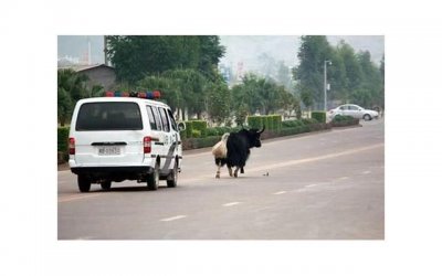 ​金牛座的魅力：为什么天秤座、双鱼座和处女座如此迷恋金牛座