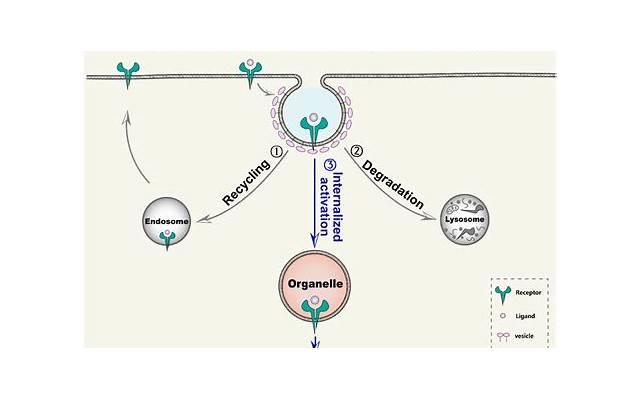 治疗生zhi器疱疹需要注意性生活 生zhi器疱疹治疗期间的要点