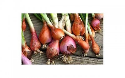 ​丙戌命进禄是什么意思 丙戌年出生的人是什么命