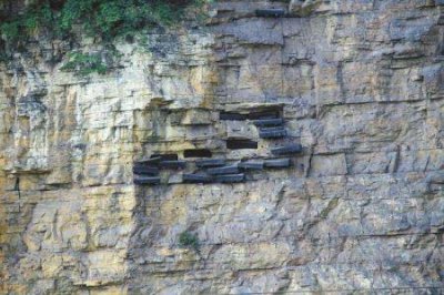 ​海洋世界中的10种最大的物种