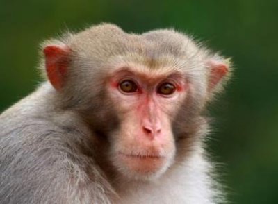 ​地球上最恐怖的猴子 山魈战斗力最高能和老虎打架