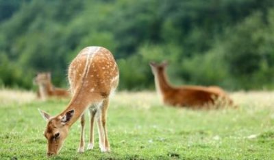 ​巨鹿之战交战双方是谁巨鹿之战双方都采取了什么战术