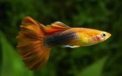 ​红鼻剪刀鱼 鱼红鼻剪刀鱼与普通红鼻鱼的分别