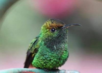 ​蜂鸟鹰蛾是益虫是害虫吗？蜂鸟鹰蛾与蜂鸟有什么关系