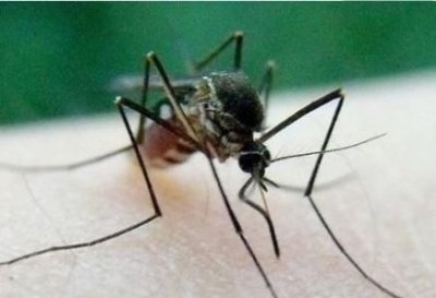 ​蚊子的危害 使人瘙痒难耐、扰人清梦、传播疾病