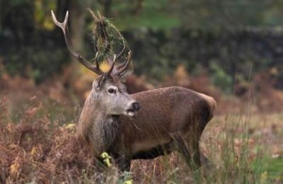 ​乌信天翁：一种翼展2米的大型海鸟罕见的黑色信天翁