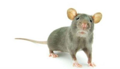 ​超级驱鼠器有效吗？超级驱鼠器对人体有