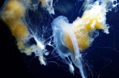 ​灯塔水母真的永生吗？非正常永生 获得新生命毫无进化