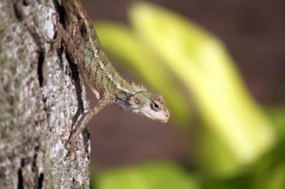 ​科学家发现：气候变化或会增加动物灭绝的风险