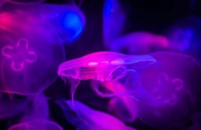 ​世界最大型的水母之一狮鬃水