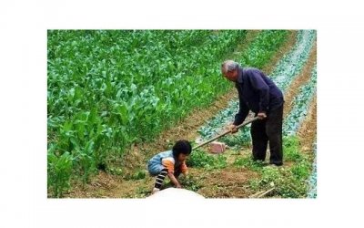 ​农村做泡菜，农村传统泡菜方法