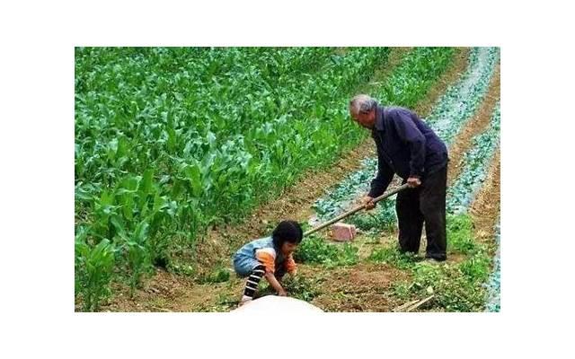 农村做泡菜，农村传统泡菜方法