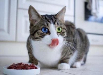 ​养八哥鸟有什么忌讳养八哥鸟有什么好处？