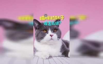 ​八哥鸟与主人对话？八哥鸟与主人对话怎么说