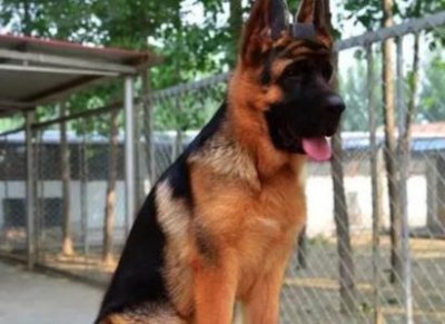 ​狼狗幼犬训练，狼狗怎么训