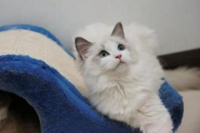 ​兔子吃什么草不拉稀？兔子吃什么草能防疾病