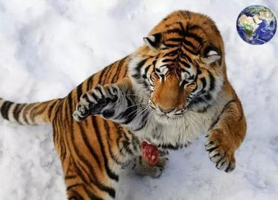 ​仔细想想,好像陆地上最强的动物都出自中国