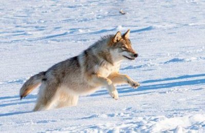 ​复仇的火尾狼