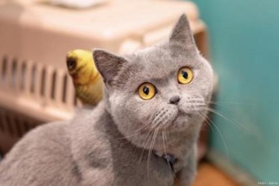 ​鸮鹦鹉为什么会灭绝你居然说了鸮鹦鹉这鸟可好玩了就是快灭绝了流泪