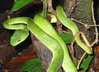 ​大伯被五步蛇咬后挥刀剁掉手指医生痛惜：影视剧中那一套千万别学