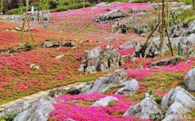 ​太白迎宾多少钱，太白酒钻石迎宾酒多钱