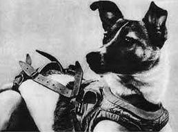 世界上第1个登上太空的动物（盘点离开地球进入太空的那些动物）(10)