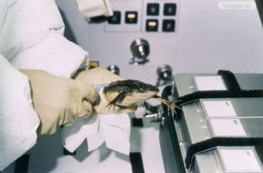 世界上第1个登上太空的动物（盘点离开地球进入太空的那些动物）(13)