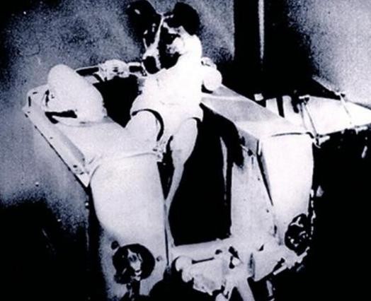 世界上第1个登上太空的动物（盘点离开地球进入太空的那些动物）(9)