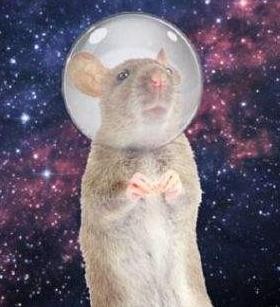 世界上第1个登上太空的动物（盘点离开地球进入太空的那些动物）(12)