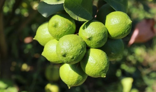 十大公认最好闻的香水男士(10款好闻不贵的男士香水)插图22