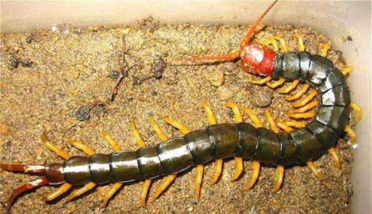 蜈蚣有多大的毒,被蜈蚣咬了可以把蜈蚣打死吗