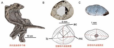 ​骨组织学揭秘热河生物群著名小型鸟脚类恐龙——上园热河龙的生长发育模式