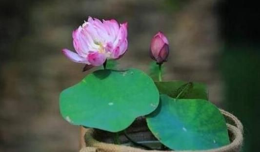 碗莲的种植方法，碗莲的种植方法？图1