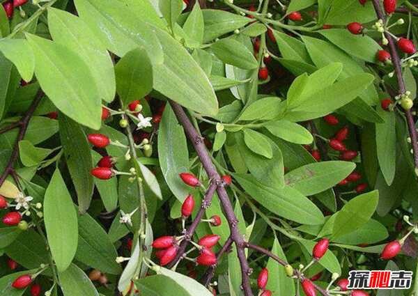 千万不要碰毒品!关于吸食可卡因十大恐怖真相