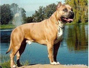 世界八大猛犬排行（世界十大猛犬介绍）(1)