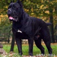 世界八大猛犬排行（世界十大猛犬介绍）(7)
