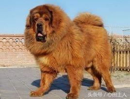 世界八大猛犬排行（世界十大猛犬介绍）(5)