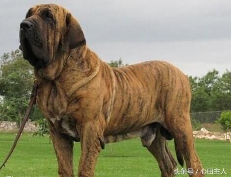 世界八大猛犬排行（世界十大猛犬介绍）(6)