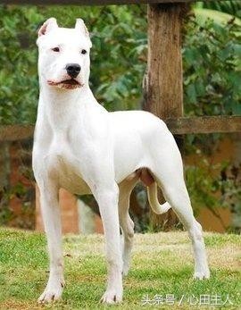 世界八大猛犬排行（世界十大猛犬介绍）(3)