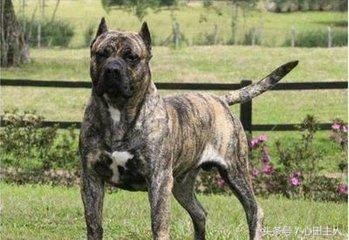 世界八大猛犬排行（世界十大猛犬介绍）(10)
