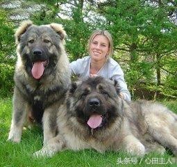 世界八大猛犬排行（世界十大猛犬介绍）(4)
