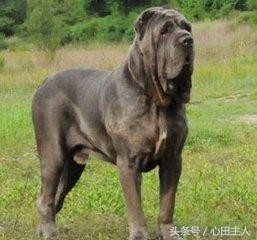 世界八大猛犬排行（世界十大猛犬介绍）(9)