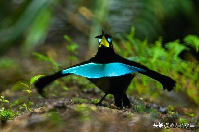 世界最神秘的十种动物（地球上十大奇异独特的动物）(14)