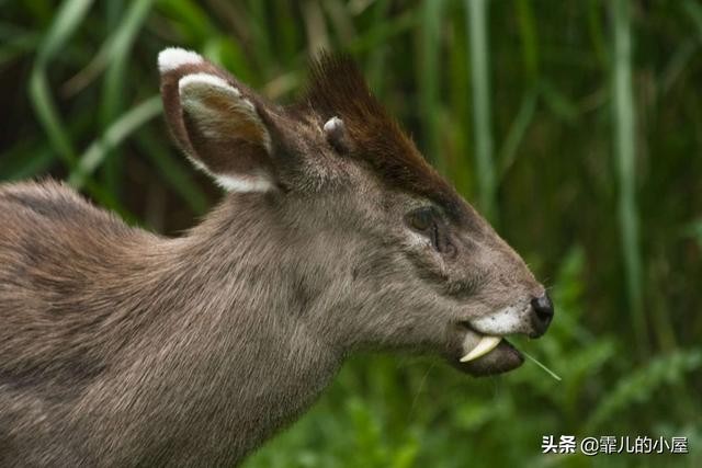 世界最神秘的十种动物（地球上十大奇异独特的动物）(9)