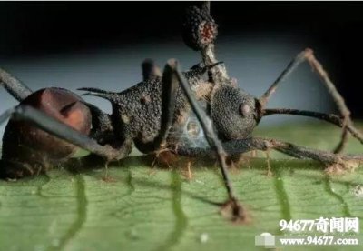 ​盘点世界十大恐怖寄生虫，僵尸蚂蚁被真菌侵蚀剩躯壳